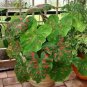 Japanese Caladium Bicolor 100 PCS Seeds