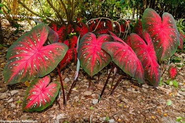 Japanese Caladium Seeds Dark Red Leaves with Dark Green Edge 50 PCS Seeds