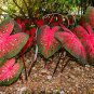 Japanese Caladium Seeds Dark Red Leaves with Dark Green Edge 50 PCS Seeds