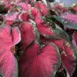 Japanese Caladium Seeds Dark Red Leaves with Dark Green Edge 50 PCS Seeds