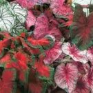 Japanese Caladium Seeds Mixed 9 Varieties of Plants 50 PCS Seeds
