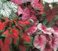 Japanese Caladium Seeds Mixed 9 Varieties of Plants 50 PCS Seeds
