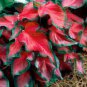 Japanese Caladium Seeds Mixed 9 Varieties of Plants 50 PCS Seeds