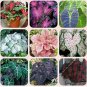Japanese Caladium Seeds Mixed 9 Varieties of Plants 50 PCS Seeds