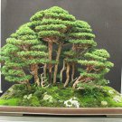 Japanese Cedar Tree Bonsai Resistant to Cold Evergreen Cedar Tree for Home 100 PCS Seeds Japanese Cedar Tree Bonsai Resistant to Cold Evergreen Cedar Tree for Home 100 PCS Seeds