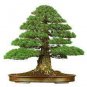 Japanese Cedar Tree Bonsai Resistant to Cold Evergreen Cedar Tree for Home 100 PCS Seeds