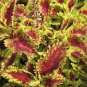 Japanese Coleus 100 PCS Seeds