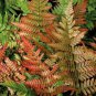 Japanese Creeper Boston Fern Seeds Mixed 9 Types 100 PCS Seeds