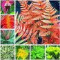 Japanese Creeper Boston Fern Seeds Mixed 9 Types 100 PCS Seeds
