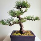 Japanese Five Needle Pine 50 PCS Seeds Japanese Five Needle Pine 50 PCS Seeds