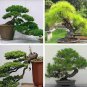 Japanese Five Needle Pine 50 PCS Seeds