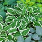 Japanese Hosta Perennials - 6 Colors Available 200 PCS Seeds