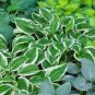 Japanese Hosta Perennials - 6 Colors Available 200 PCS Seeds