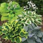 Japanese Hosta Perennials - 6 Colors Available 200 PCS Seeds