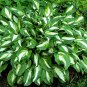 Japanese Hosta Perennials - 6 Colors Available 200 PCS Seeds