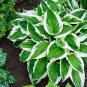 Japanese Hosta Perennials - 6 Colors Available 200 PCS Seeds