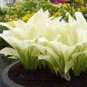 Japanese Hosta Seeds Milky White Ornamental Leaves 200 PCS Seeds