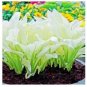 Japanese Hosta Seeds Milky White Ornamental Leaves 200 PCS Seeds