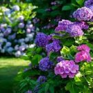 Japanese Hydrangea Flower 100 PCS Seeds