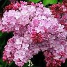 Japanese Lilac Hydrangea Flowers 100 PCS Seeds