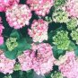 Japanese Lilac Hydrangea Flowers 100 PCS Seeds