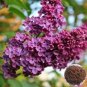 Japanese Lilac Plant indor Plants Lilac Clove Flower Potted Plant 100 PCS Seeds