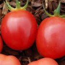 Japanese Little Pink Peach of Tomato 300 PCS Seeds