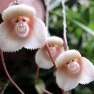 Japanese Monkey Face Orchid Flower 200 PCS Seeds Japanese Monkey Face Orchid Flower 200 PCS Seeds