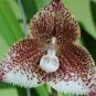 Japanese Monkey Face Orchid Flower 200 PCS Seeds