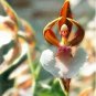 Japanese Monkey Face Orchid Flower 200 PCS Seeds