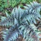 Japanese Painted Fern Seeds Light Greyish Green Leaves 100 PCS Seeds