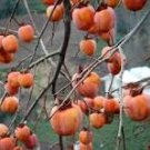 Japanese Persimmon Plants Persimmon Fruit Tree Seeds Big Red Fruits 5 PCS Seeds Japanese Persimmon Plants Persimmon Fruit Tree Seeds Big Red Fruits 5 PCS Seeds