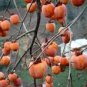 Japanese Persimmon Plants Persimmon Fruit Tree Seeds Big Red Fruits 5 PCS Seeds