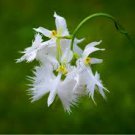 Japanese Plant Orchid Bonsai Flores World's Rare Orchid Species 100 PCS Seeds Japanese Plant Orchid Bonsai Flores World's Rare Orchid Species 100 PCS Seeds