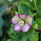 Japanese Potted Helleborus Plant 20 PCS Seeds