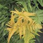 Japanese Rare Creeper Boston Fern Plant Vines Climbing Plants 100 pcs Seeds