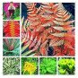 Japanese Rare Creeper Boston Fern Plant Vines Climbing Plants 100 pcs Seeds