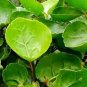 Japanese Rare Rotundifolia Sen Nanyang Tree Bonsai 50 PCS Seeds