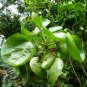 Japanese Rare Rotundifolia Sen Nanyang Tree Bonsai 50 PCS Seeds