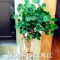 Japanese Rare Rotundifolia Sen Nanyang Tree Bonsai 50 PCS Seeds