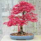 Japanese Red Maple Tree 20 PCS Seeds