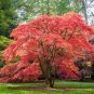 Japanese Red Maple Tree 20 PCS Seeds