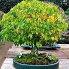 Japanese Zelkova Zelkova Serrata Outdoor Bonsai Tree 100 PCS Seeds
