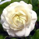 Jasmine Seeds 'Grand Duke of Tuscany' White Fragrant Double Flowers 100 PCS Seeds