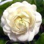 Jasmine Seeds 'Grand Duke of Tuscany' White Fragrant Double Flowers 100 PCS Seeds