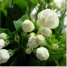 Jasmine seeds indoor plants perennial flower 20 PCS Seeds