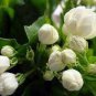 Jasmine seeds indoor plants perennial flower 20 PCS Seeds