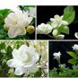 Jasmine seeds indoor plants perennial flower 20 PCS Seeds