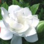 Jasminiodes White Shrub Flower 20 PCS Seeds