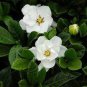 Jasminiodes White Shrub Flower 20 PCS Seeds